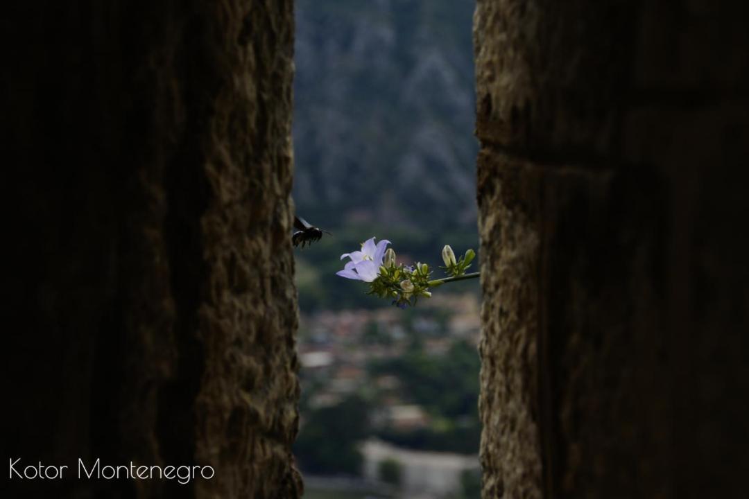 Apartments Batricevic Herceg Novi Dış mekan fotoğraf